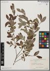 Foto von Salix aegyptiaca L.